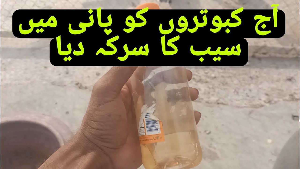 آج کبوتروں کو پانی کے ساتھ سیب کا سرکہ دیا