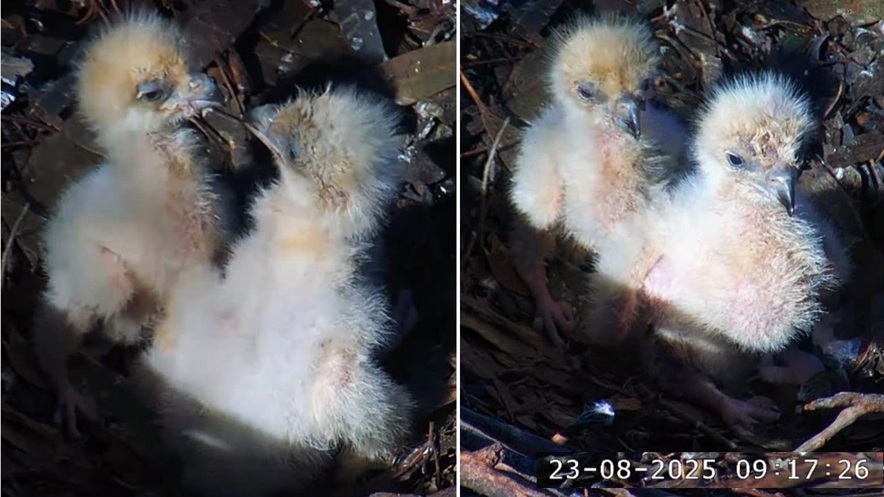 Sydney WB Sea Eagles🦅SE35 & SE36 Enjoy Sunshine🌞, Full Crops🌞, and Each Other🐥🐥 2025 Aug 23