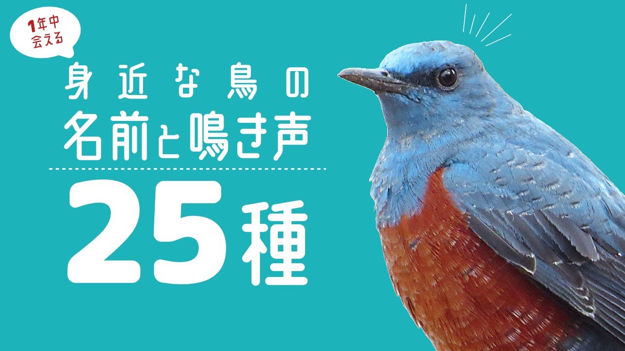 身近な鳥の名前と鳴き声♪25種類【一年中会える留鳥編】