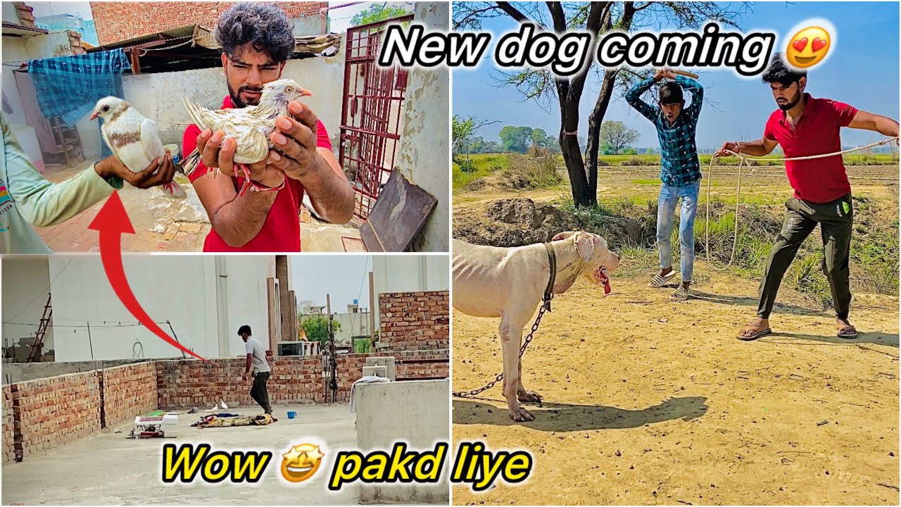 Finally tournament ke 2 kabutar pakd liye 😍 ( Plot per aa rha hai nya dog 🤩