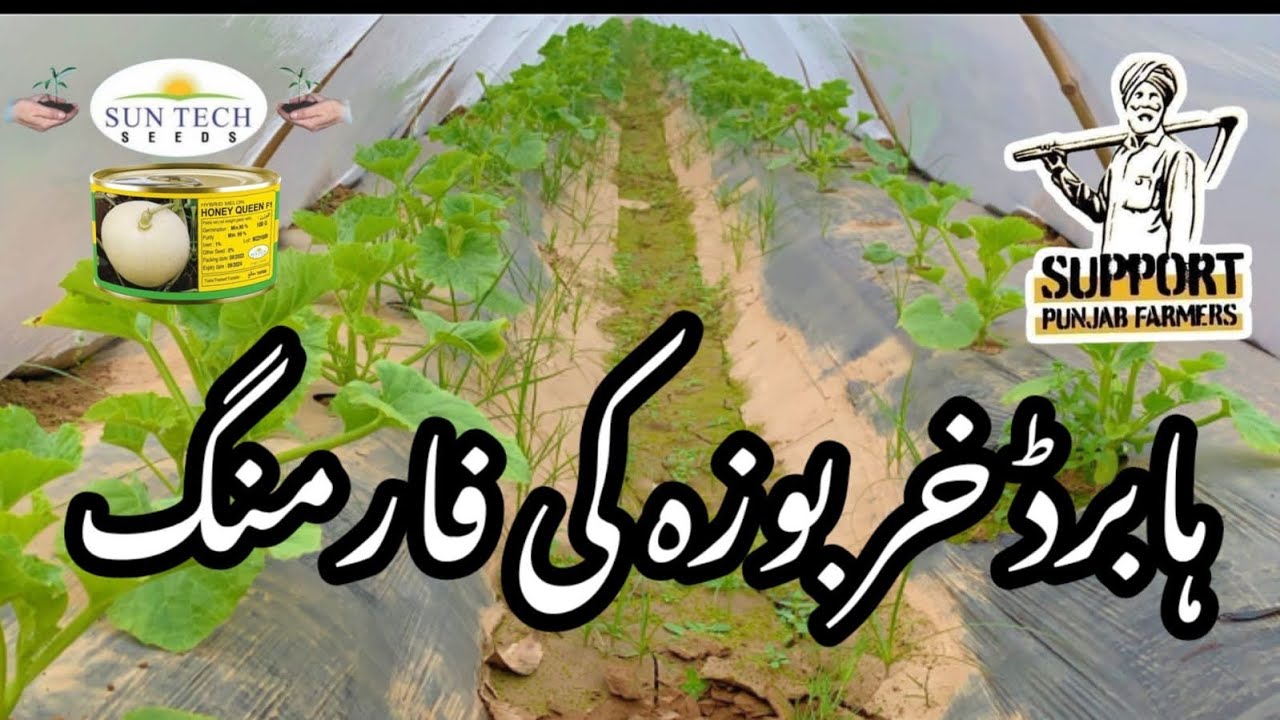 Hybrid melon 🍈 Farming | Aaj ham kharbuje ko Godi karenge |Hybrid kharbooze farming