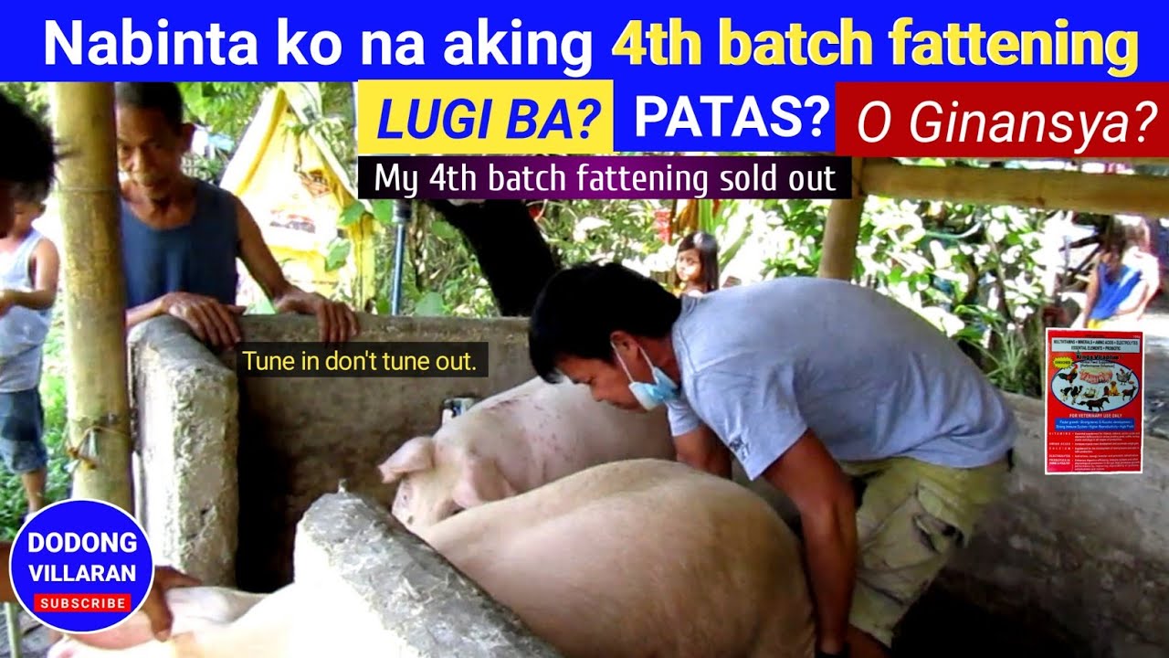 Nabinta ko na aking 4th batch fattening l Dodong Villaran l Vlog 219