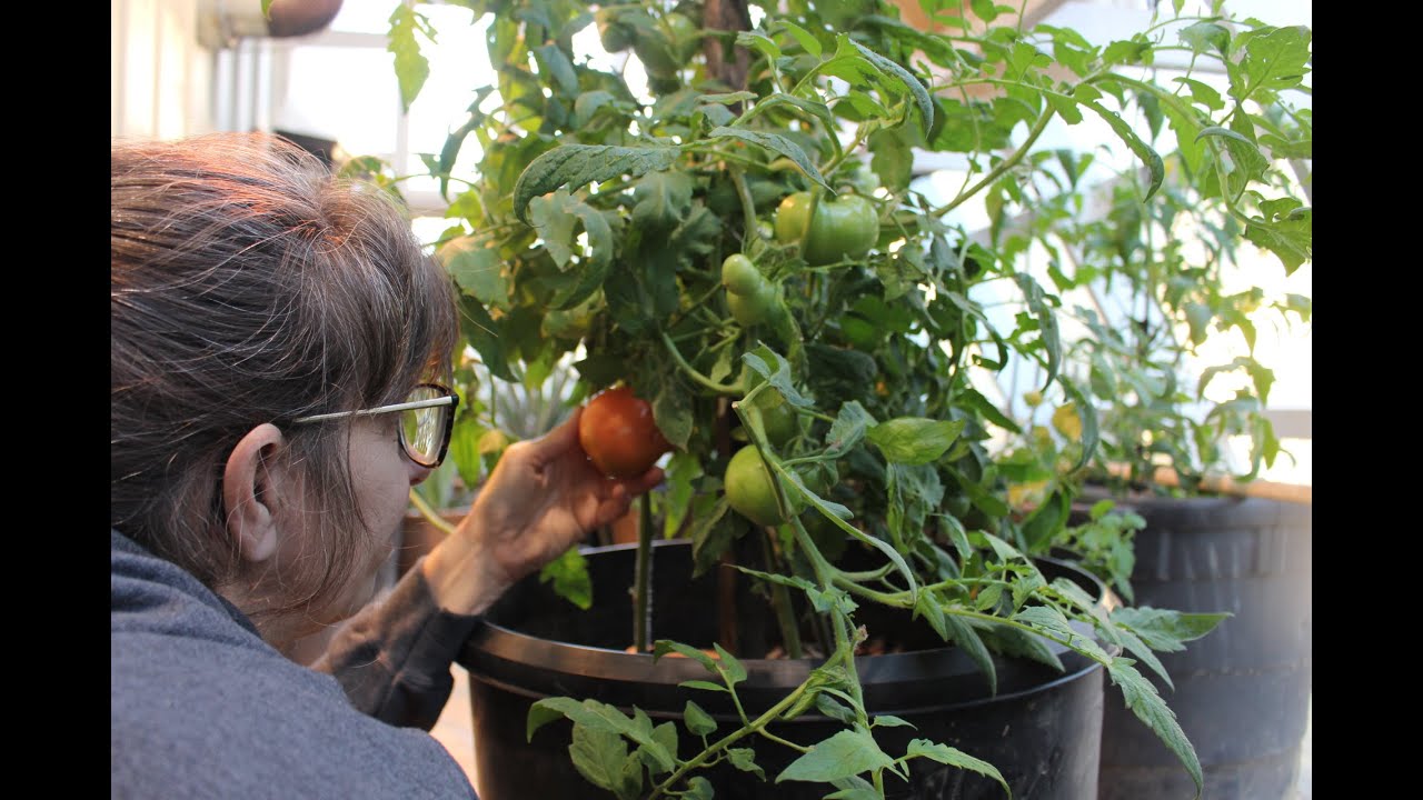 Greenhouse TOMATOES | Growing in WINTER |  Grand Solar Minimum