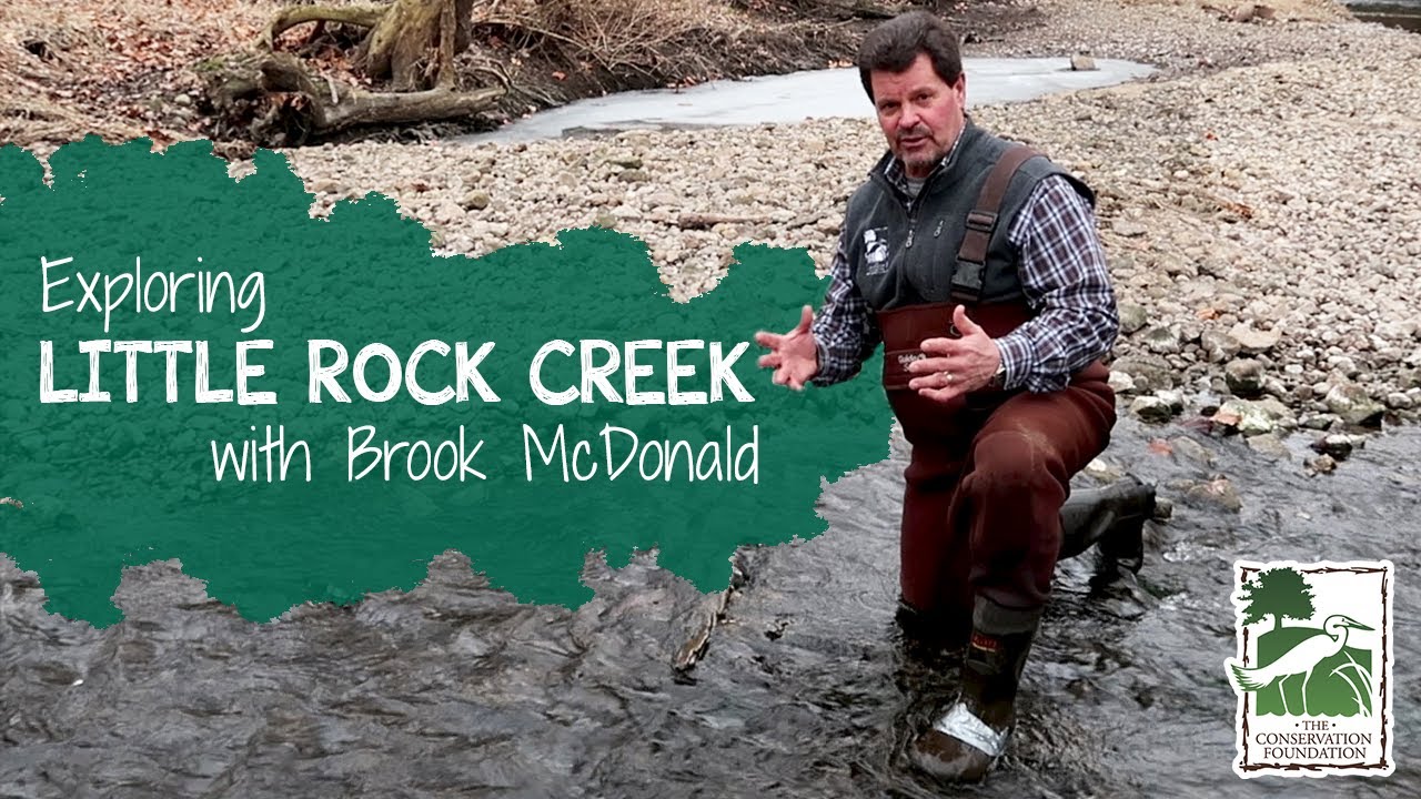 Exploring a Healthy Stream | Little Rock Creek Forest Preserve