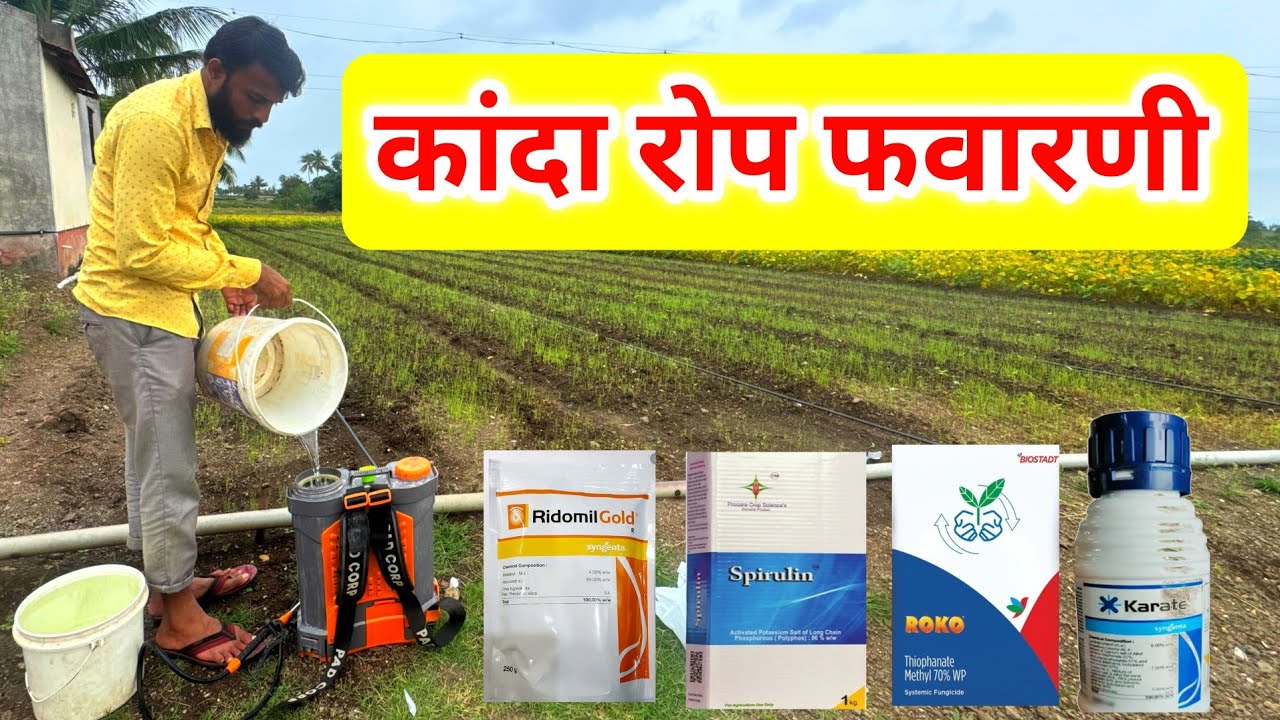 कांदा रोपाला हीच फवारणी फायदेशीर | kanda rop favarni | कांदा उळे | कांदा रोप पाऊस | milind bhor 