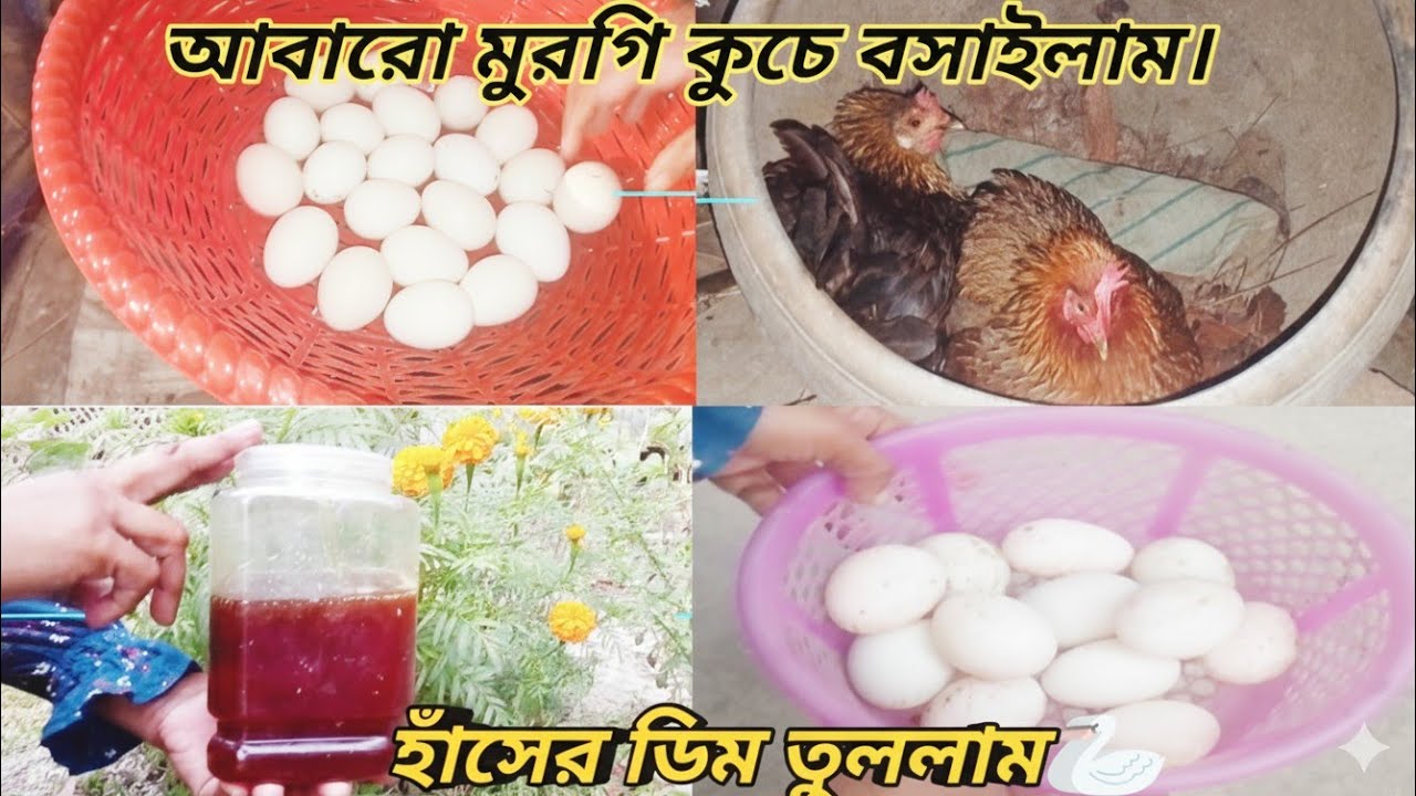 আবারো মুরগি কুচে বসালাম ও হাঁসের ডিম তুললাম |Rukhsana home journey. 