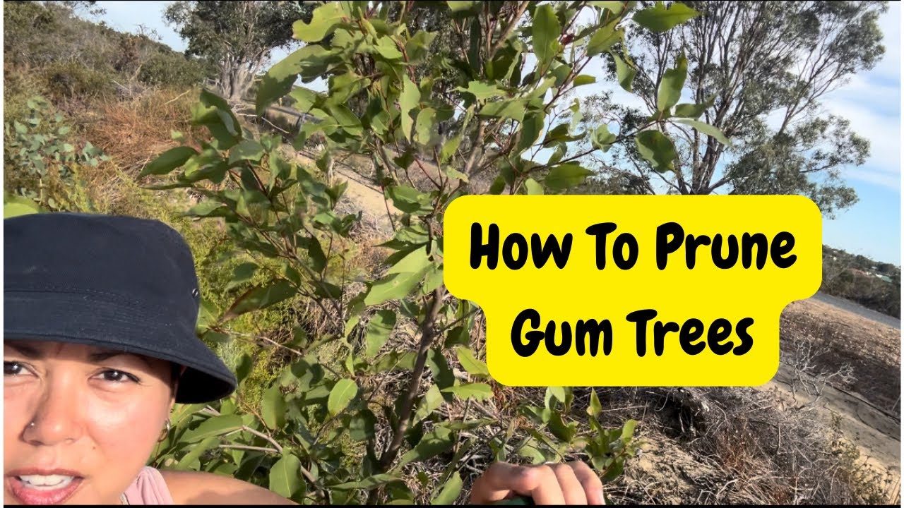 How To Prune Gum Trees | Eucalyptus