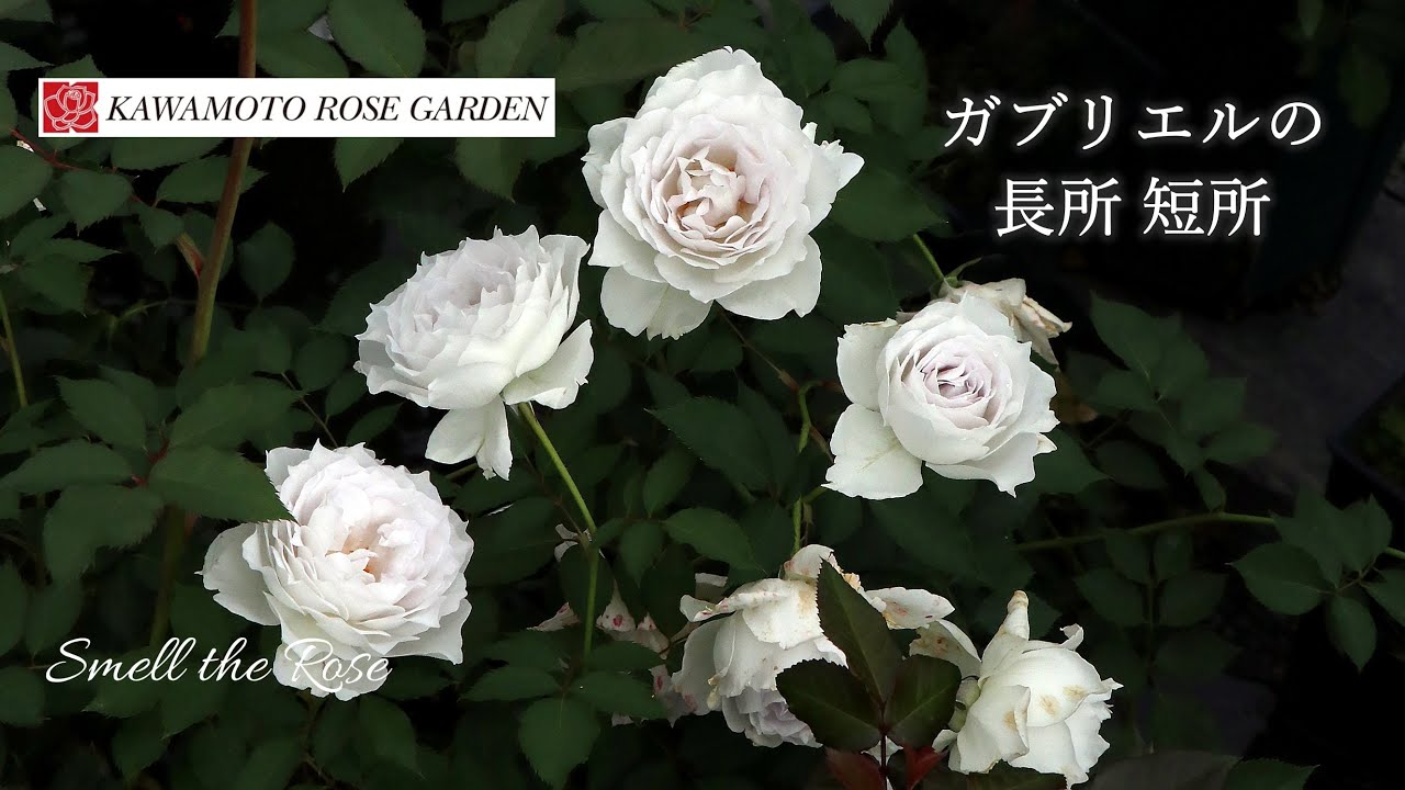 ガブリエルの育て方