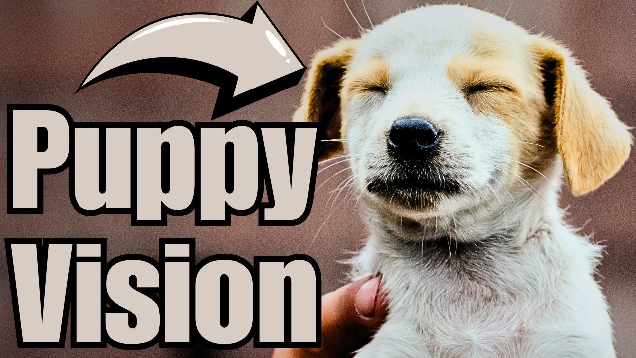 When Do Puppies See Their World? A Cute Reveal!