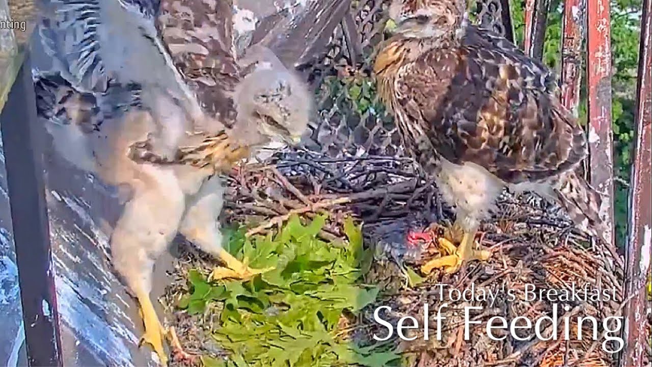 #90🦅🐥36°🐥32°(🐣✝️)／Cornell US🇺🇸Red-tailed Hawk Nest 2025／Arthur💗Big Red／by Cornell Lab Bird Cams