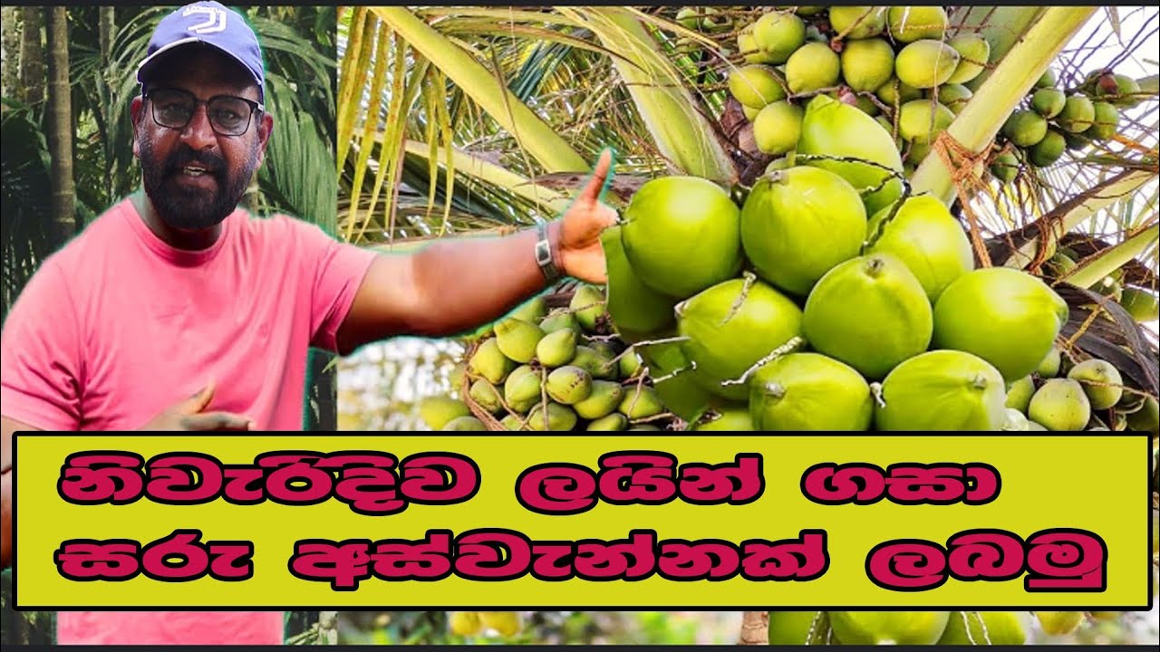 පොල් ලයින් ගැසීම / 