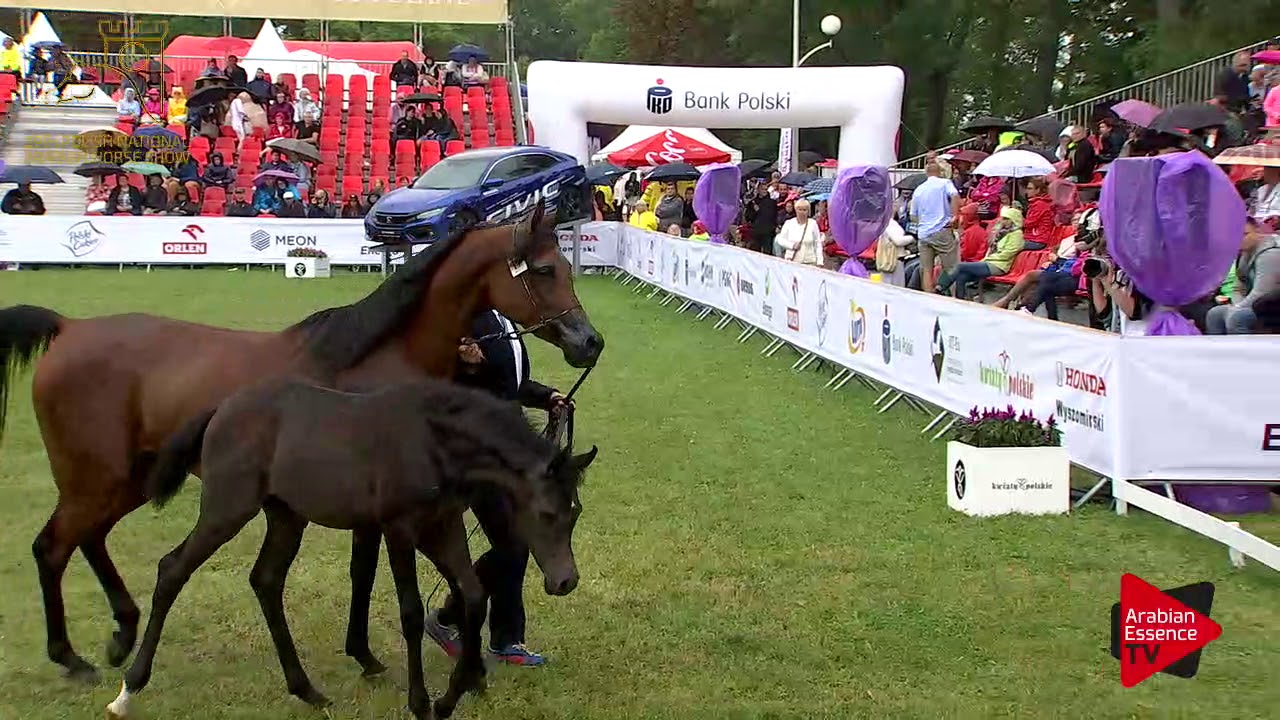 PoP 2017 - Pride Of Poland Auction Horses Presentation