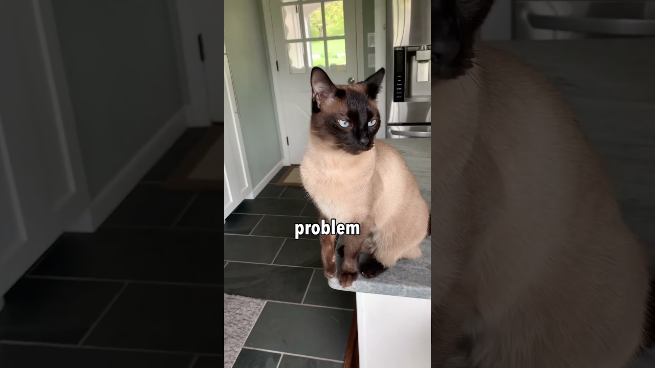 Еще одна причина, по которой я люблю своего кота ❤️