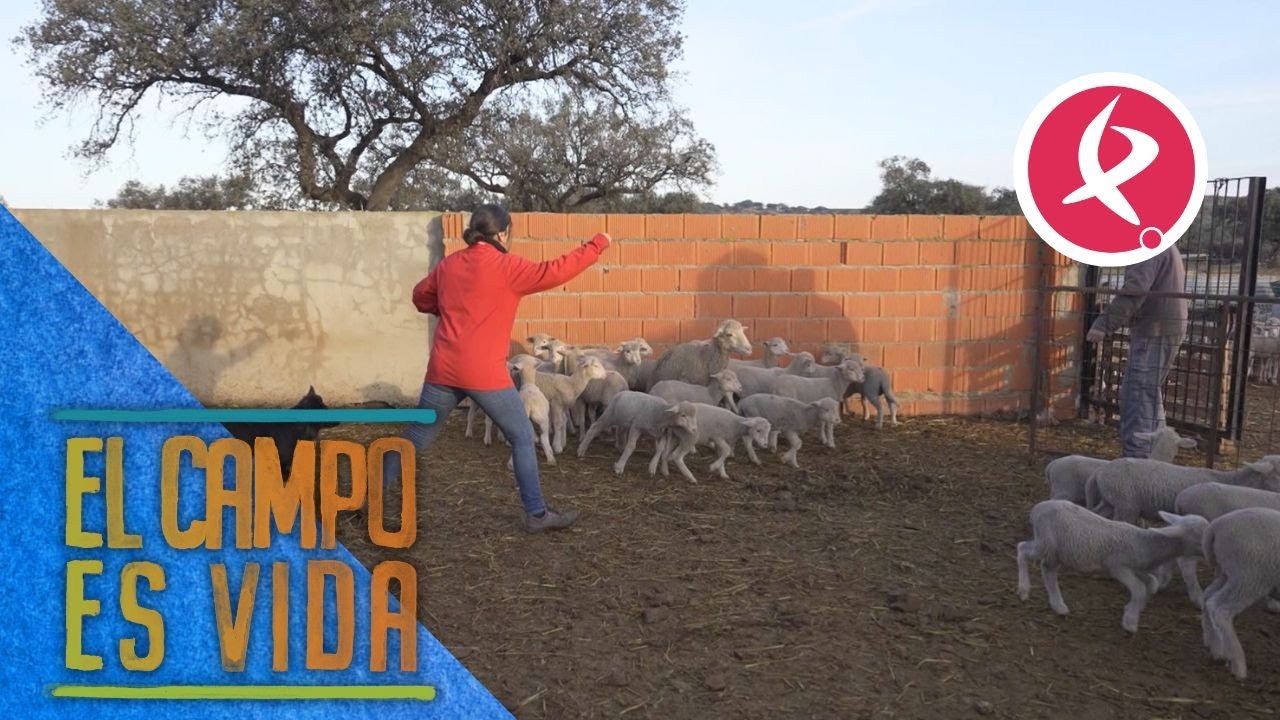 Destetando a los últimos borregos de la paridera | El campo es vida