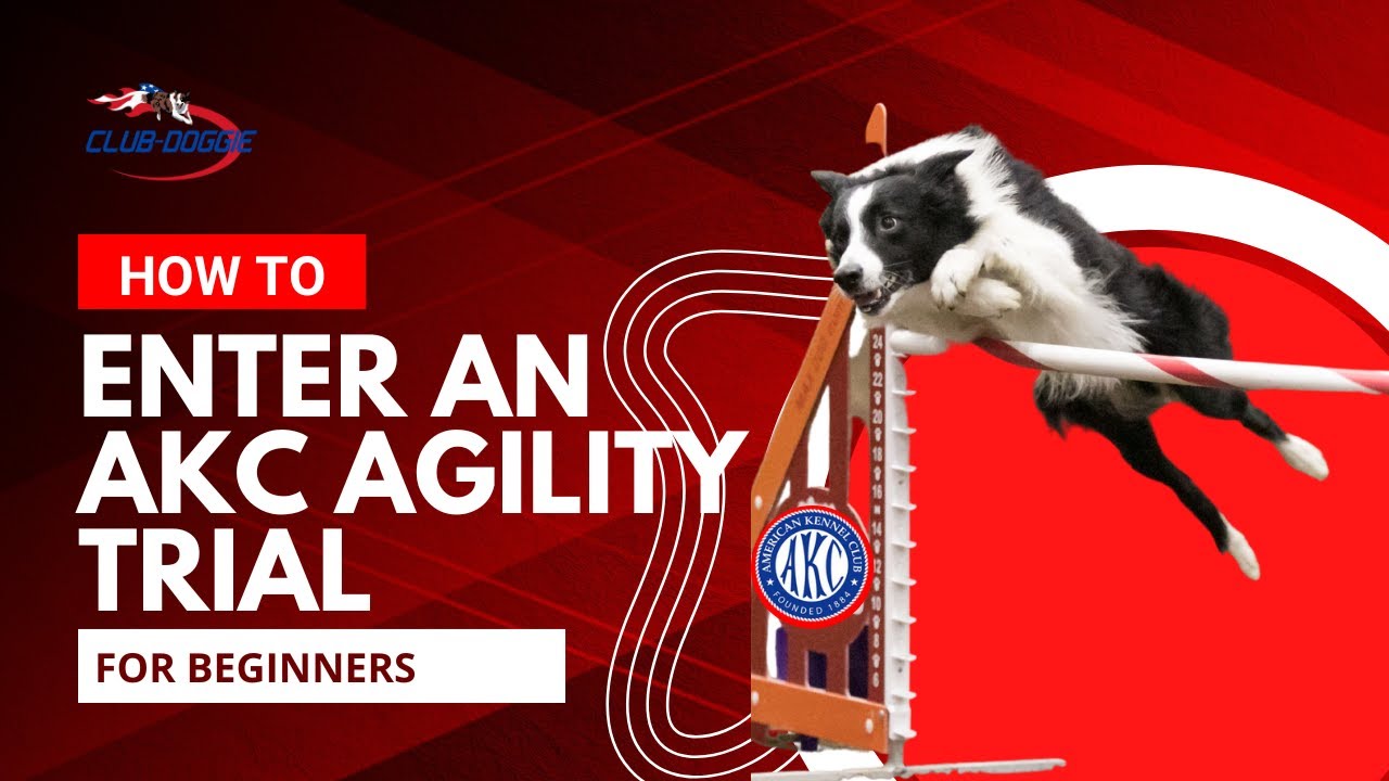 How to Enter an AKC Agility Trial for Beginners