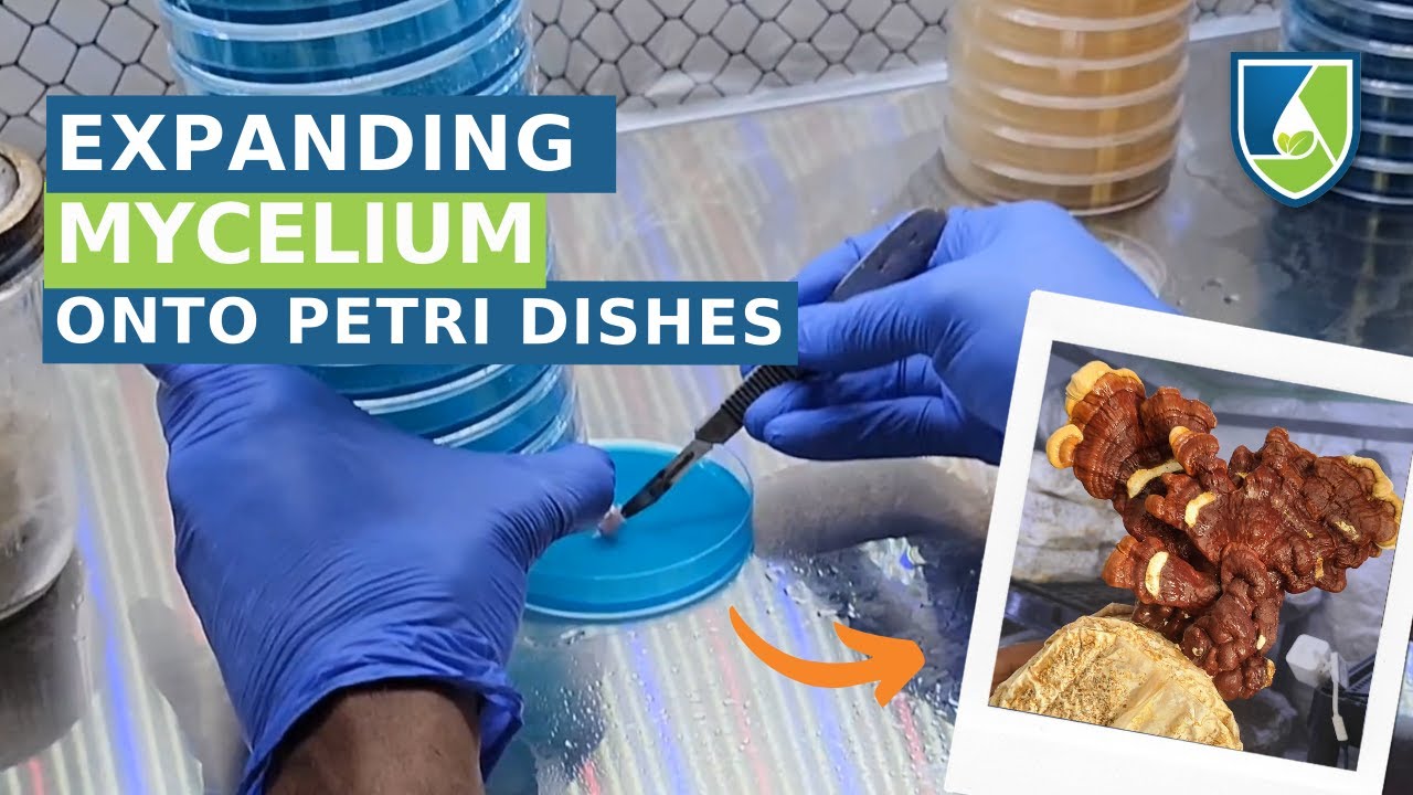 How to Grow Mycelium on Petri Dishes