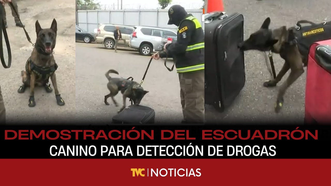 Demostración del escuadrón canino para detección de drogas