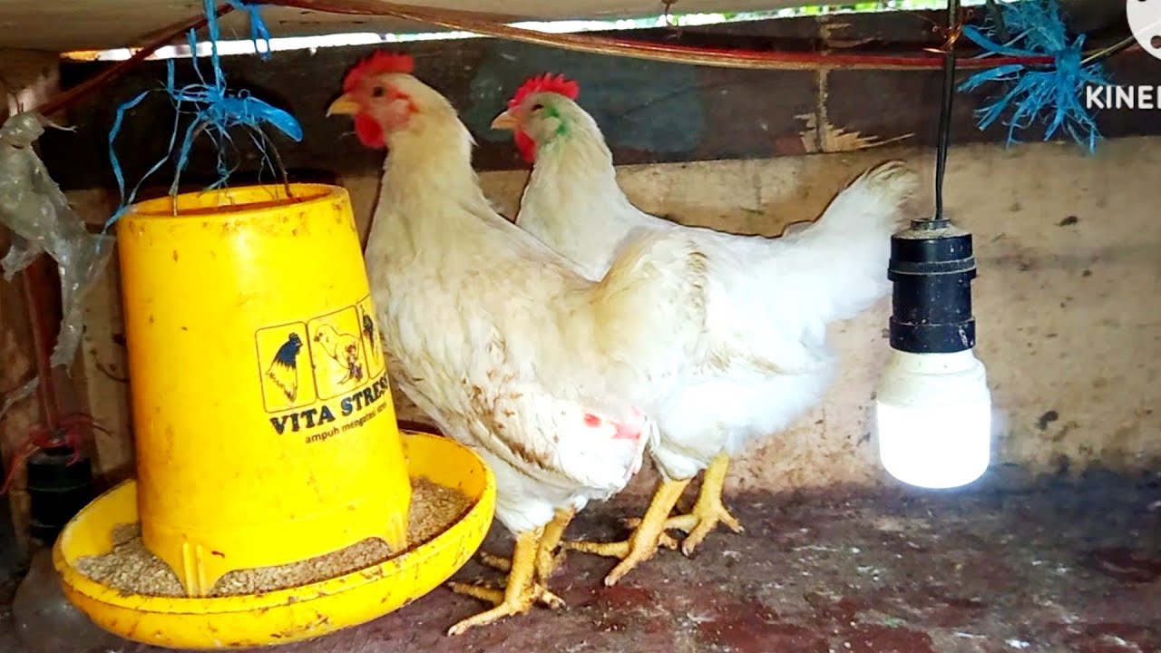 Ayam warna warni usia 7 minggu