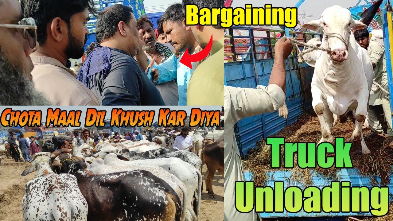 Bargaining + Truck Unloading OR Chotay Maal Kay Rates Multan Cow Mandi@SSTvs