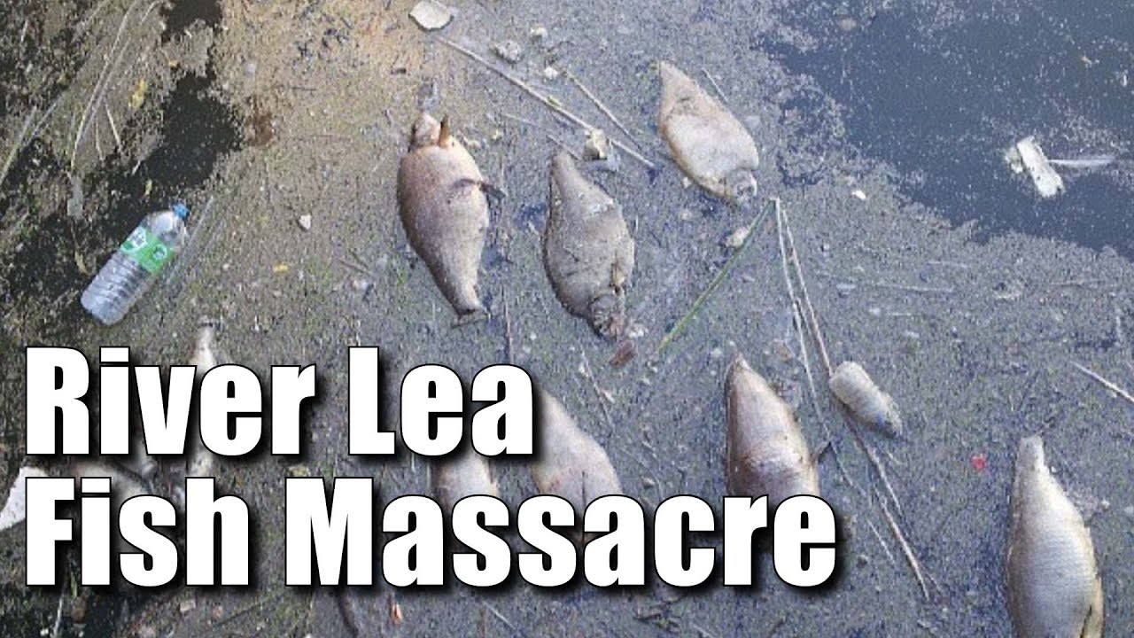River Lea Fish Massacre