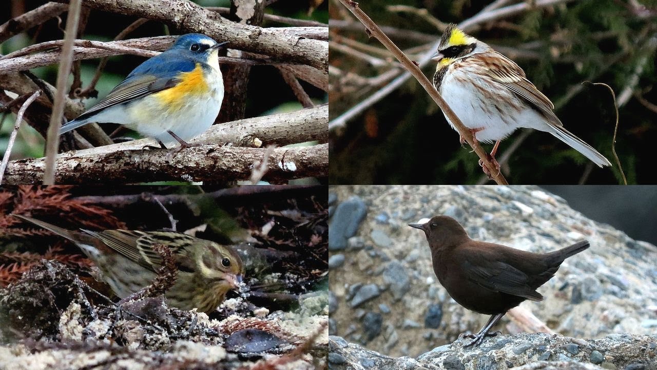 探鳥散歩 2026.01.24-31 カワガラス・ルリビタキ・クロジなど20種の野鳥を拾い撮り　西美濃各地の林縁や河原などを歩く