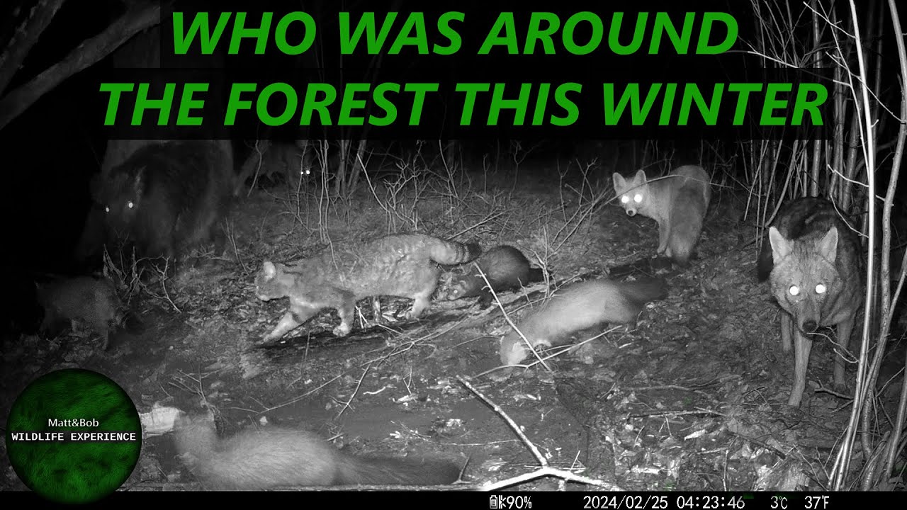 ONE TRAIL CAMERA - ONE POSITION  - 11 WEEKS  - WILDLIFE UNDER JULIAN ALPS SLOVENIA DEC-MAR 23/24