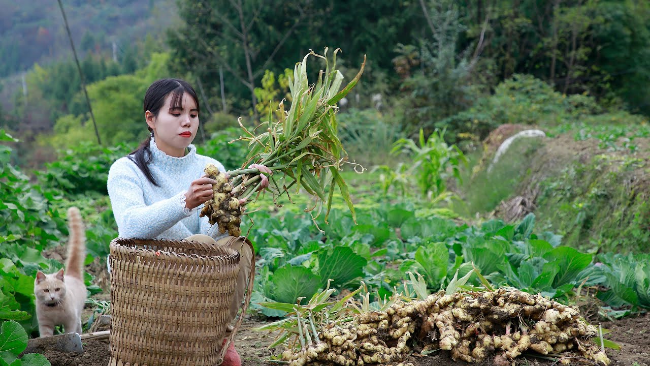 Ginger harvest, dig a full basket to do a jar of ginger pickle生薑大豐收，挖滿滿一背簍做一壇薑泡菜丨Lizhangliu Channel