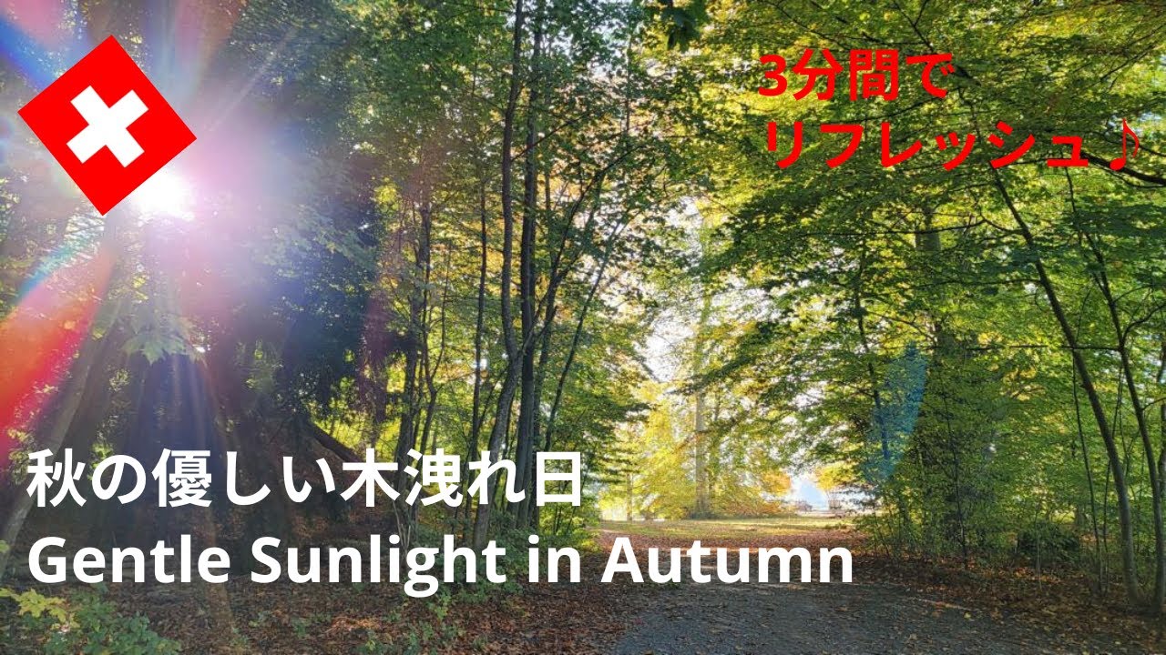 【スイス暮らしVlog】3分間で気分転換☆｜ 秋の優しさに包まれて♡チューリッヒ湖畔より｜Gentle Sunlight in Autumn｜Zurich lake｜Swiss vlog