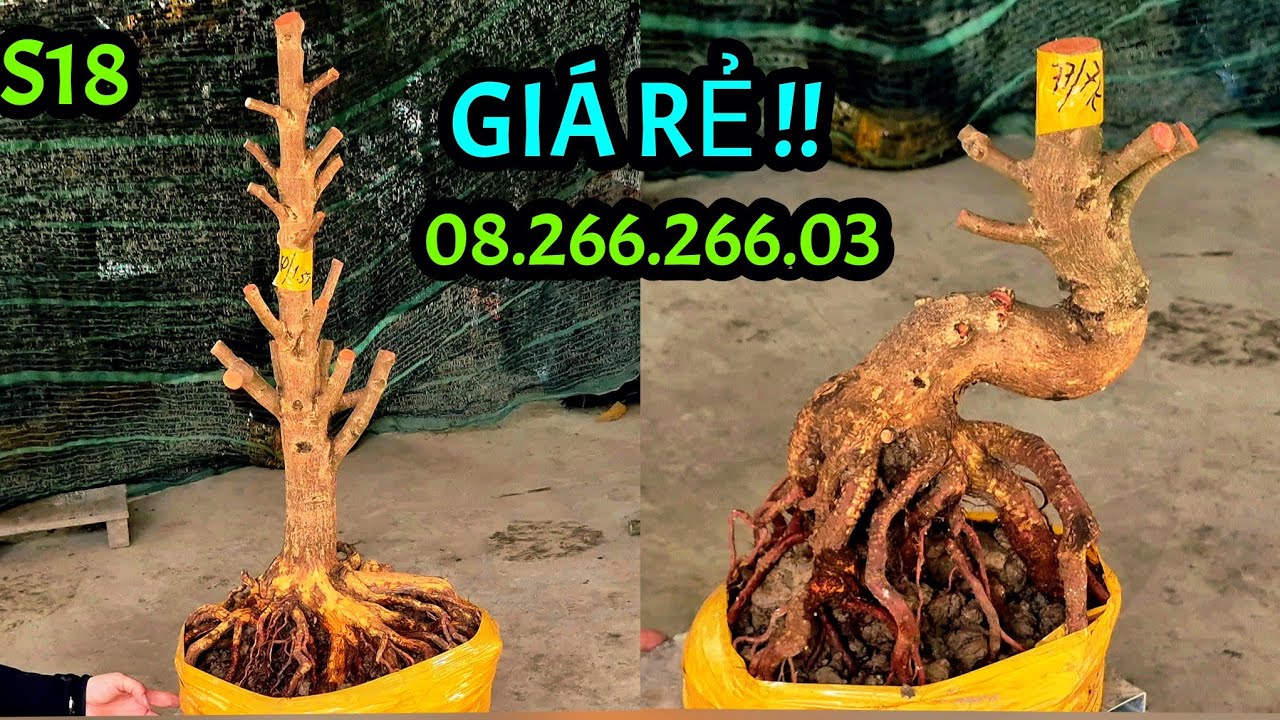 Giá Rẻ !! Ngày 18/3 📲08.266.266.03 AN. Phôi mai Bonsai dáng Trực, Lắc, củ đế Vip Lực. @AnChoGao 
