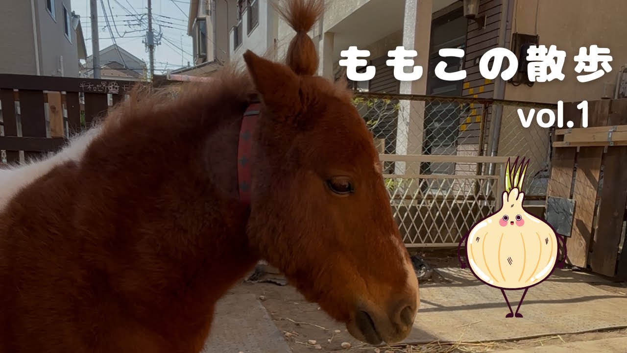 ももこの散歩　Vol.1