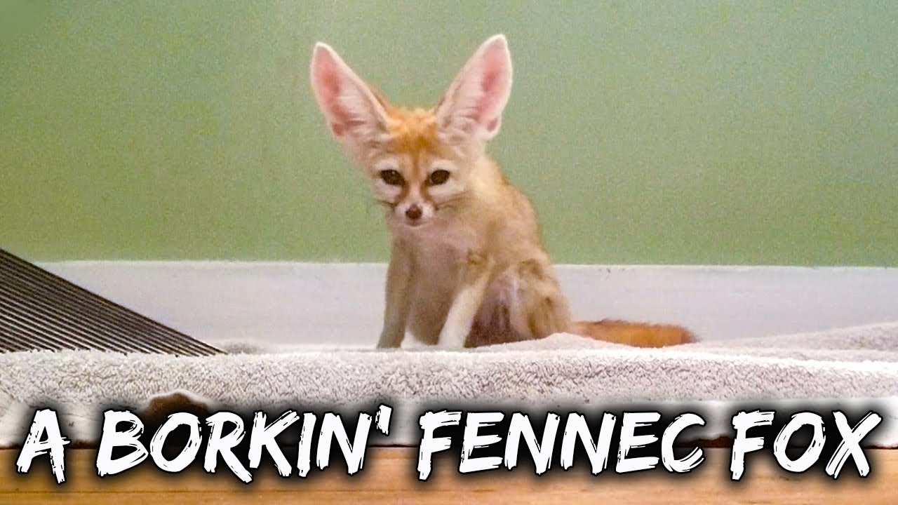 Can a fennec fox bark?