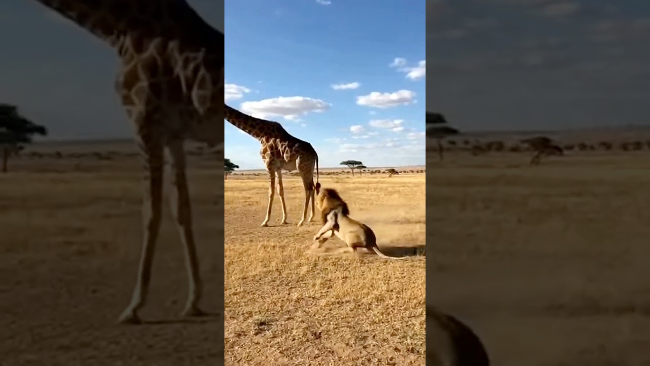 Giraffe Kicks Lion SKY-HIGH With One Brutal Hit 💥🦒🦁