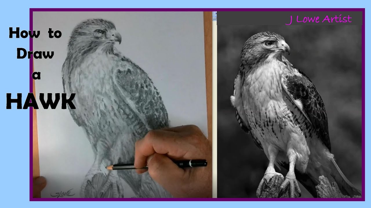 HOW TO DRAW A HAWK EASY STEP BY STEP: Graphite Drawing Tutorial for Beginners