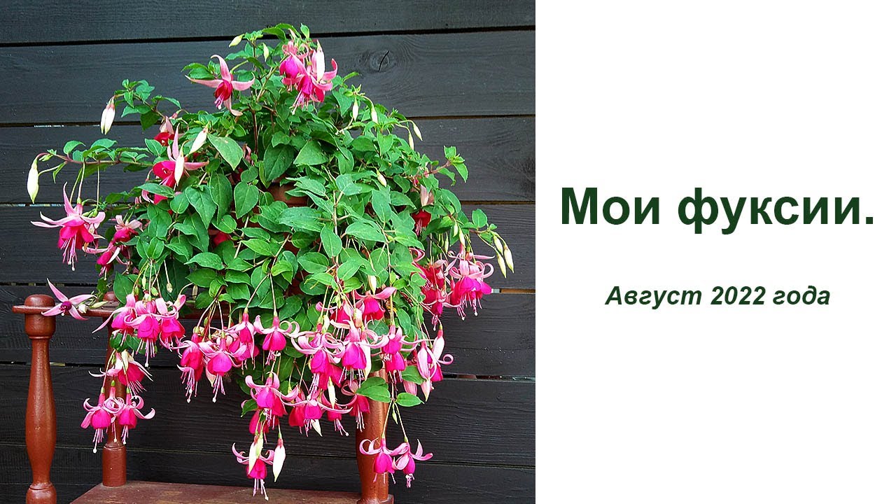 Мои фуксии, август 2022