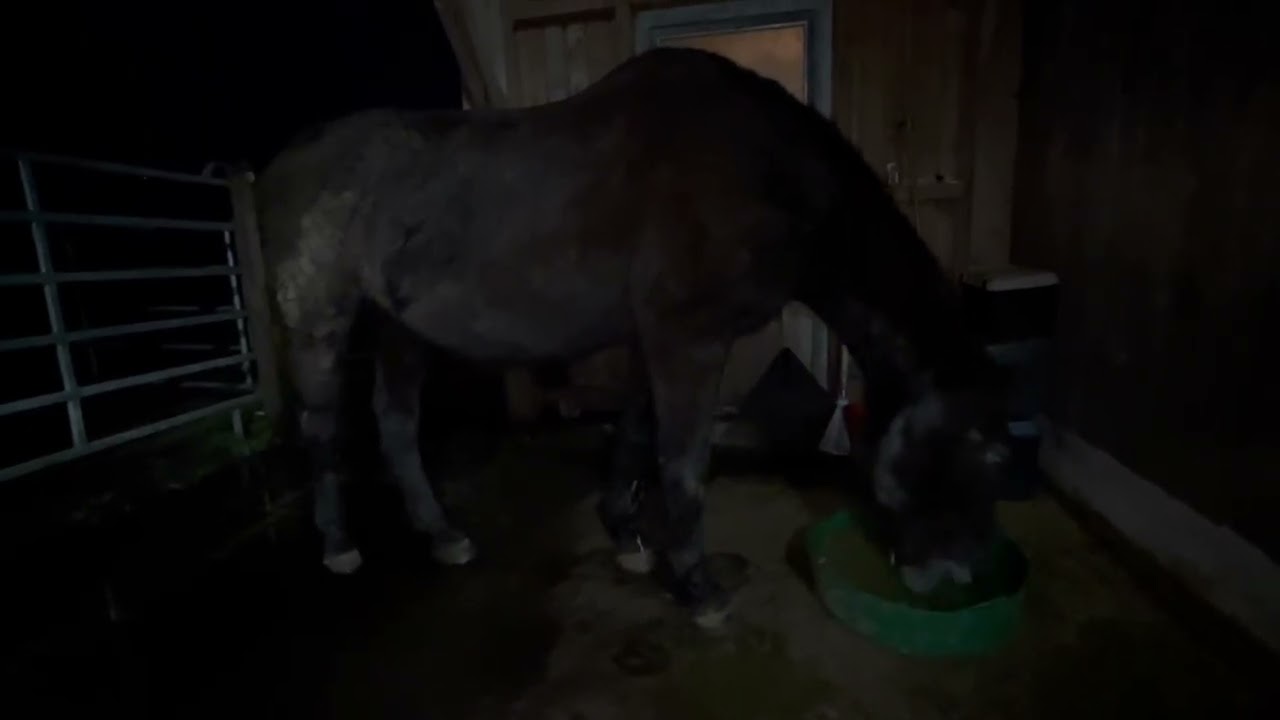 PferdeBewusstSein | Pferdeliebe | mit Pferden Sein | Kommunikation mit Pferden | Menschen und Pferde