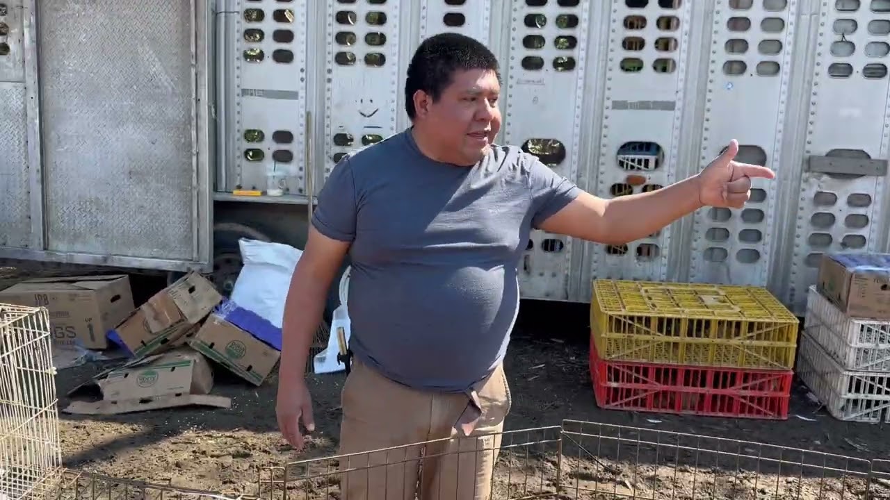 Escúchenlo muy bien como se expresa muy bien 👍 el precio de los 🦜loros baratos gracias es muy bueno 