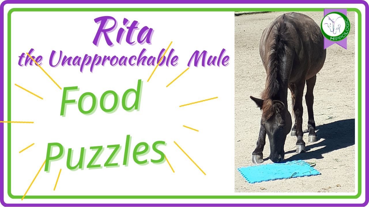 Food puzzles for Rita the Unapproachable Mule