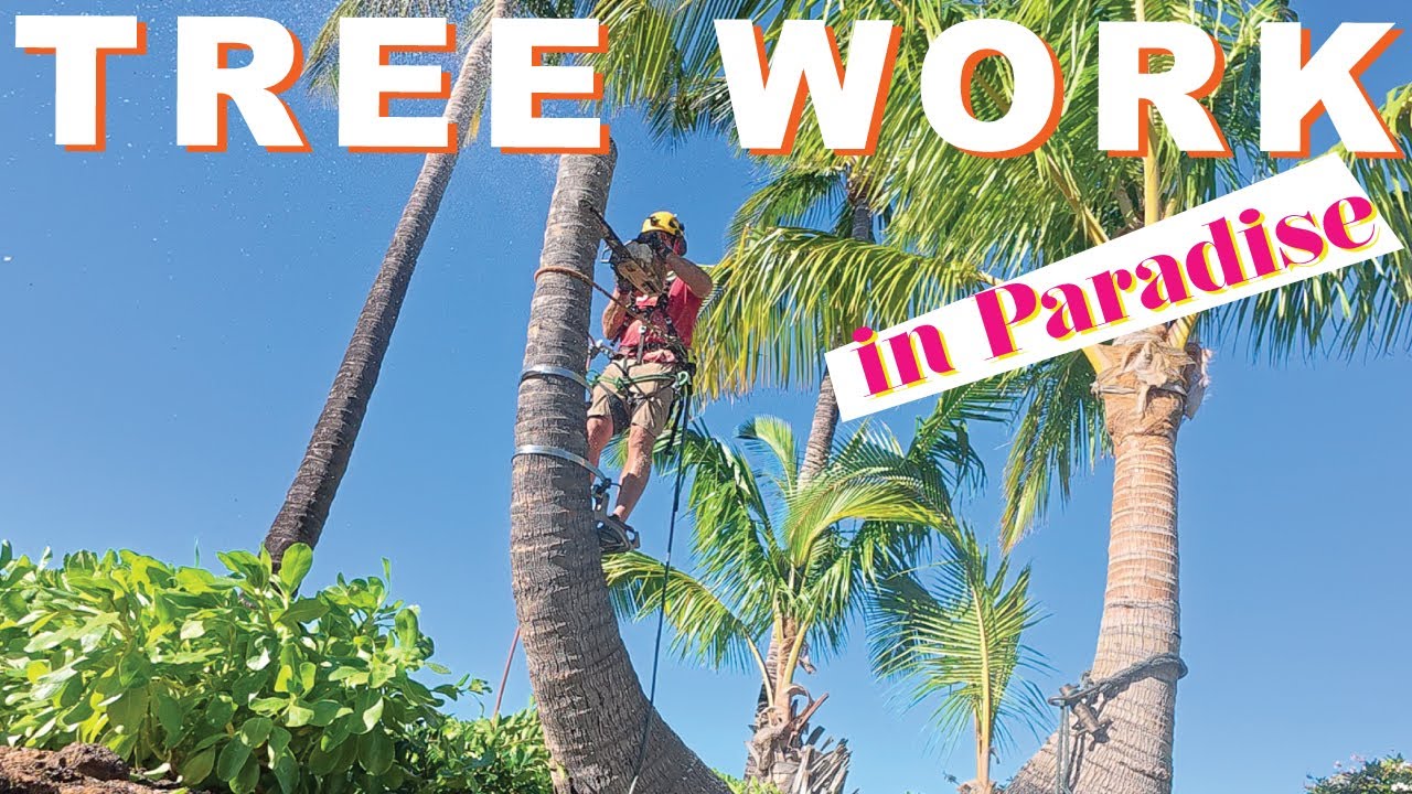 Tree Work in Paradise