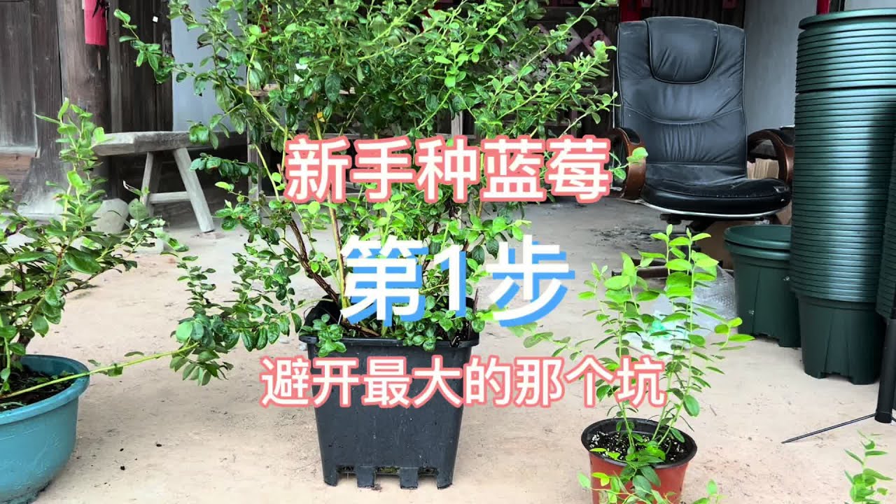 新手种蓝莓的第一步：带你避开最大的那个坑#蓝莓 #盆栽果树 #盆栽果树 #阳台种植
