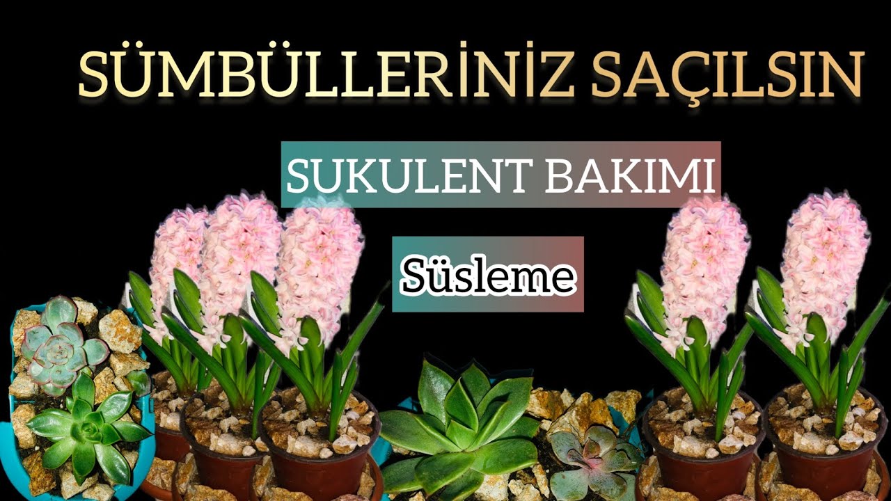 SÜMBÜL BAKIMI VE SUKULENT BAKIMI NASIL OLUR SAKSI SÜSLEMESİ YAPTIK