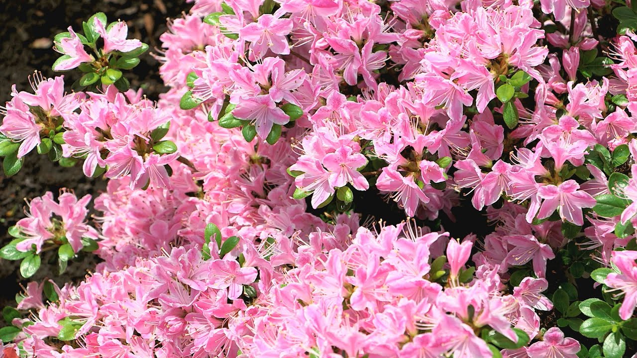 The Grumpy Gardener's Best Pruning Tips | Southern Living