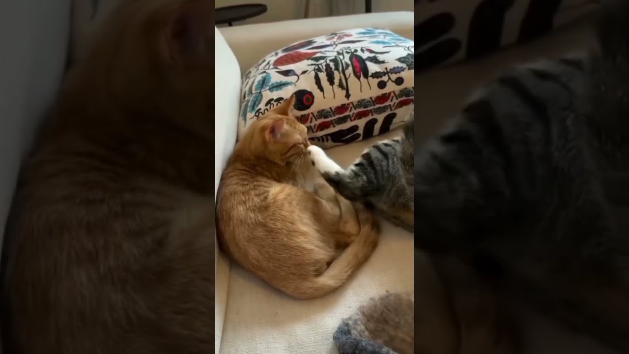 Funny animals 🤣