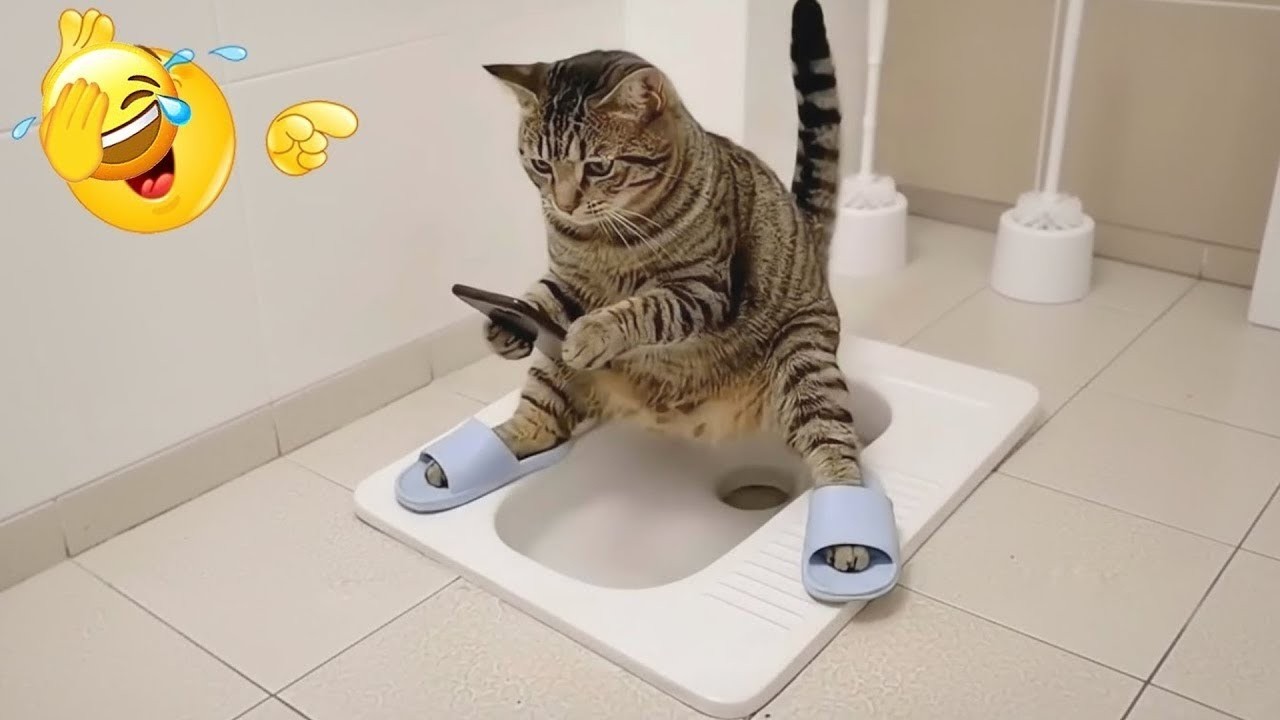 Hilarious Animal Moments That Will Make You LOL 🐶🐱😂 | The Giggly Zoo 😂😹 Part 19