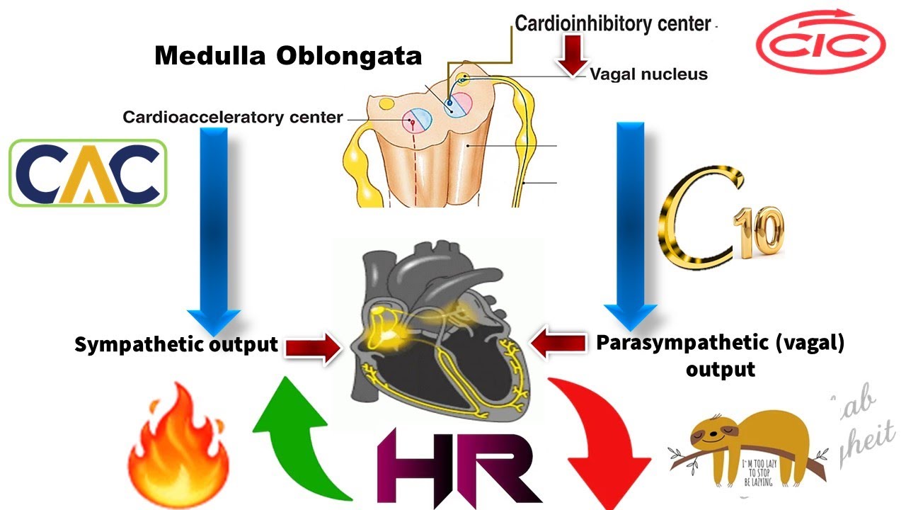 Cardiovascular Physiology- Regulation of heart rate- Part I- Depressor - Vagal Triggers