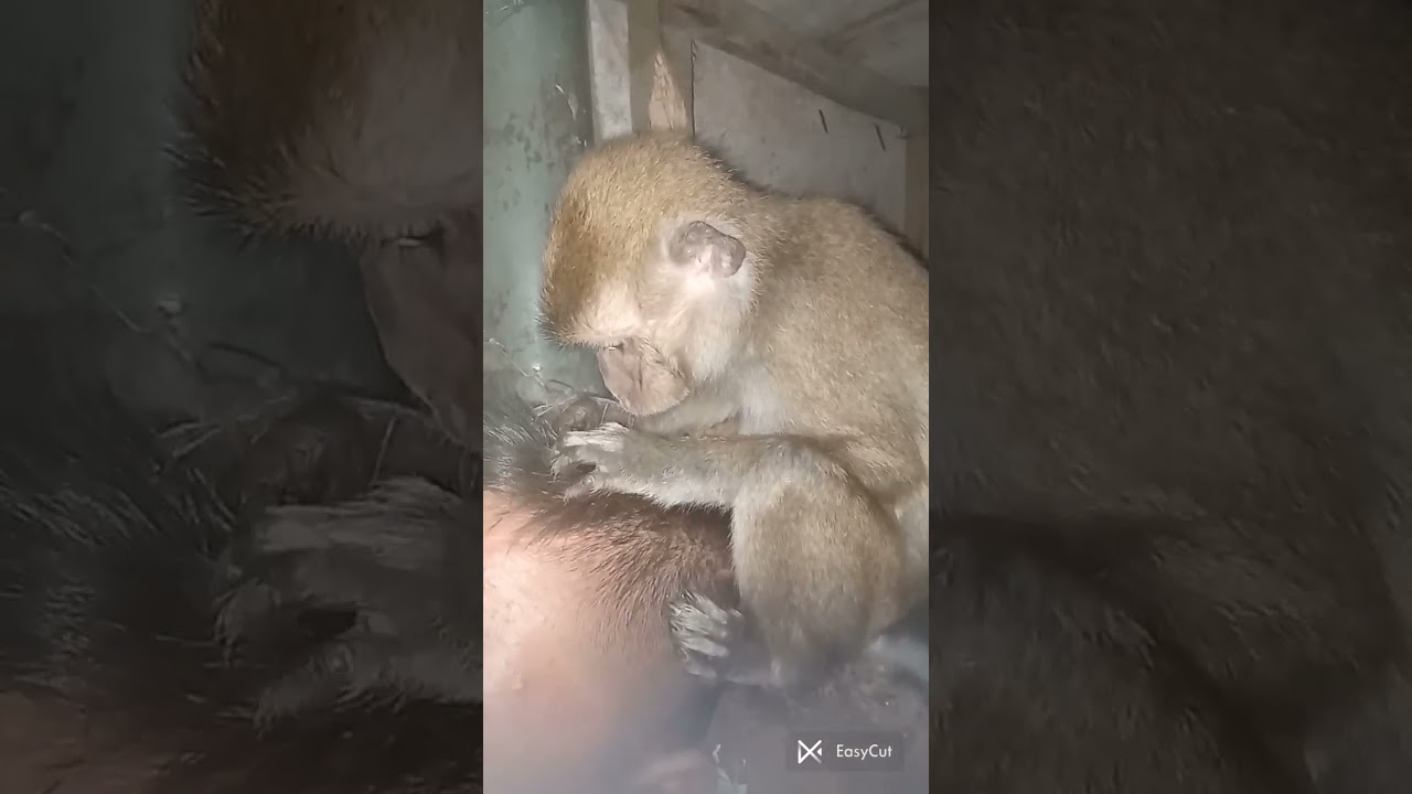 minta makan ngomel 