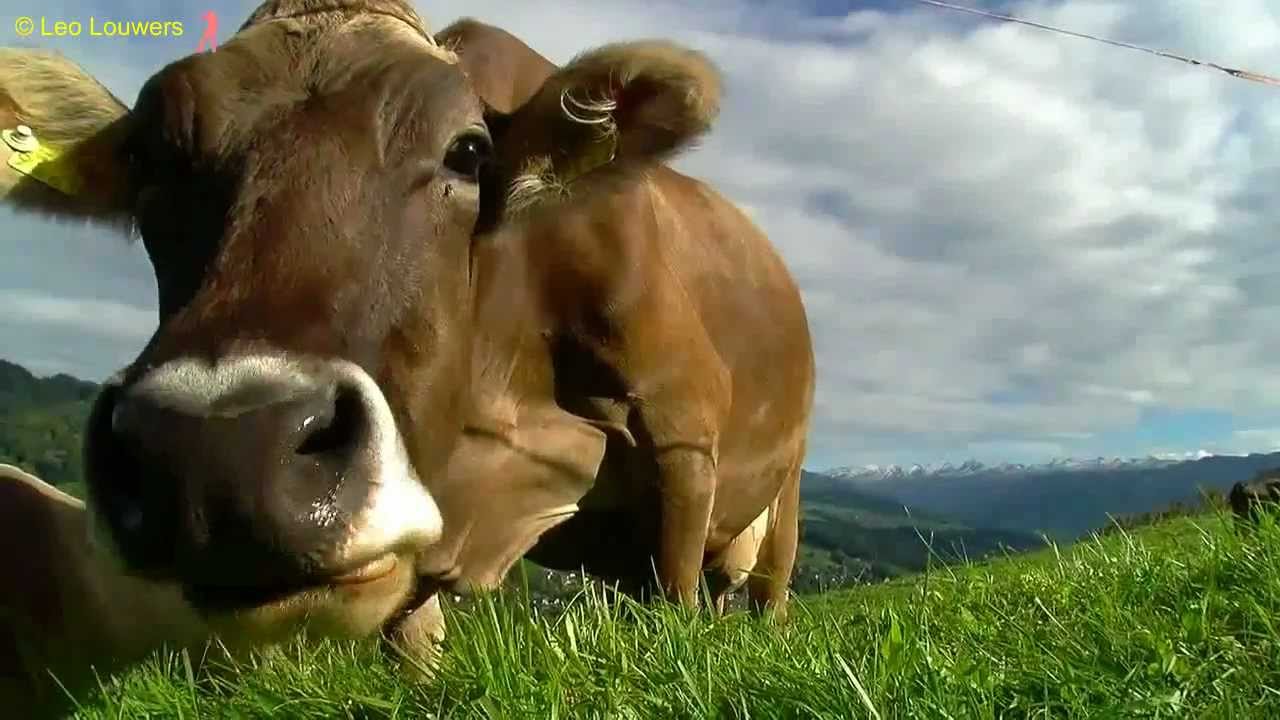 Wegdromen op de Vaalserberg