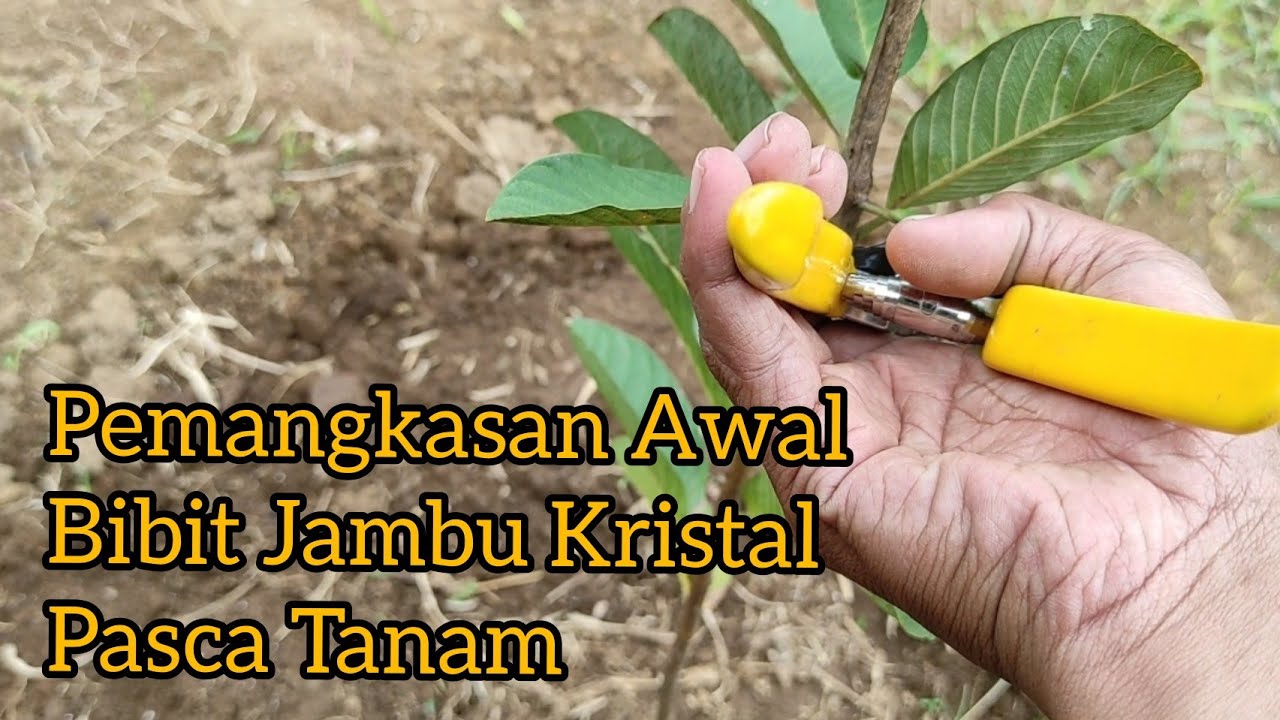 PEMANGKASAN AWAL PEMBENTUKAN CABANG CALON KEBUN JAMBU KRISTAL