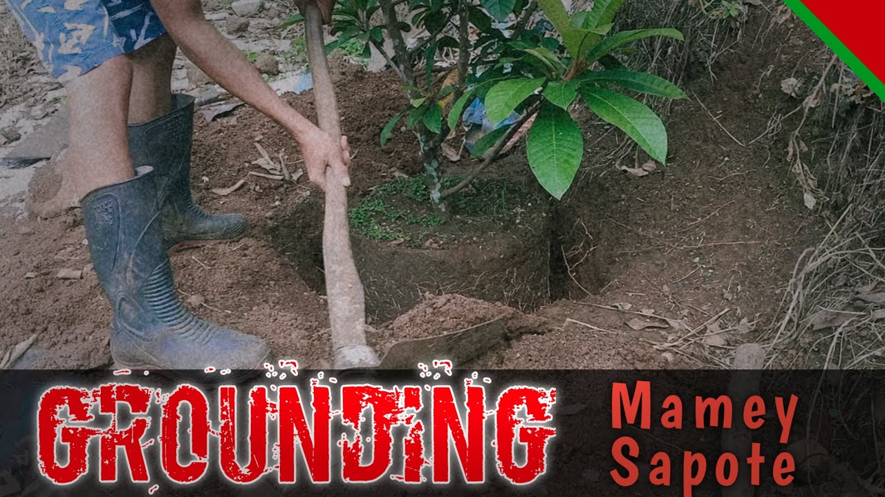 🔴 GROUNDING MAMEY SAPOTE VAR KEY WEST