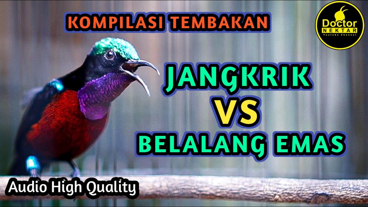 MASTERAN KONIN GACOR FULL ISIAN JANGKRIK VS BELALANG EMAS MEWAH COCOK BUAT KOLIBRI NINJA BAHAN IJOAN