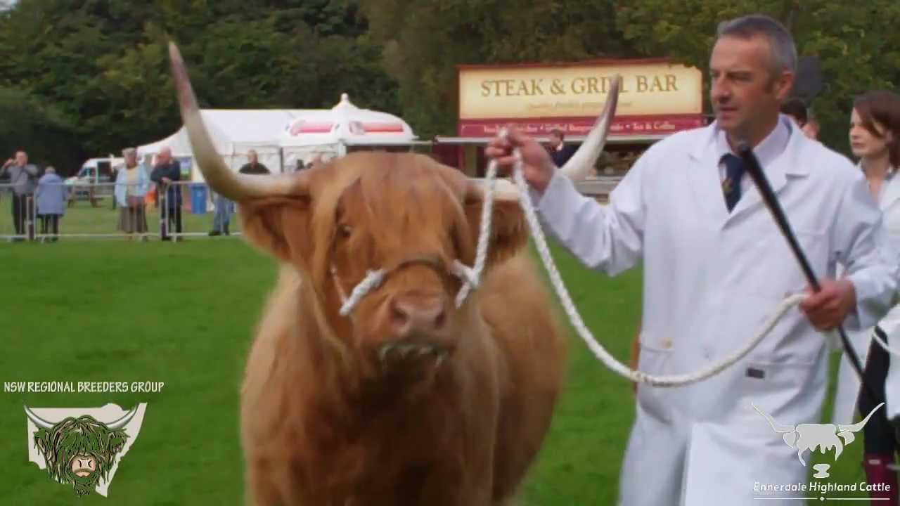 Scottish Highland Cattle at the 2012 Pollok Highland Cattle Show